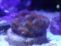 My 5.5 Reef 002.jpg