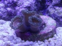 My 5.5 Reef 005.jpg