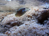 blue spotted puffer.JPG