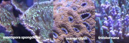 crush.jpg