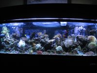 Reef 9-20-2011 051.JPG