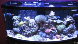 reef pics 9 2011 002.jpg