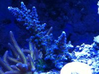 Corals 1-20-12 005.jpg