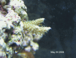raw animation resized dated.gif