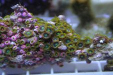 Zoa 7.jpg