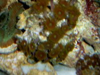 Corals & Fish  2-27-07 017.jpg