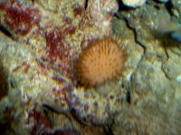 Corals & Fish  2-27-07 019.jpg