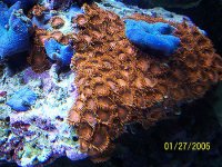OrangeZooBlueShroom.jpg