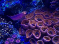 Wrasse 2.jpg