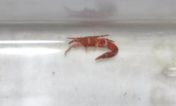 crab.jpg