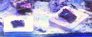 IMG_7844_Crop.jpg