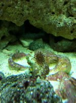 Zoa1.jpg