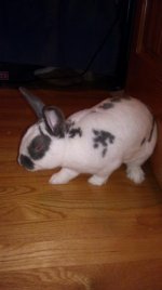 IMAG0208.jpg