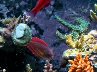 8line wrasse 1.jpg