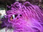 anemone 3.jpg