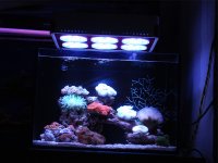 my tank06.jpg