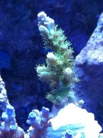 Corals 12-7-11 007.jpg
