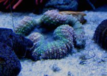 New corals from PW.jpg