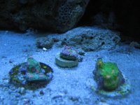 Watermelon chalice coral from  CT, Oregon Mummy Eye Chalice from FaviaFreak, Bubble Gum Chalice .jpg