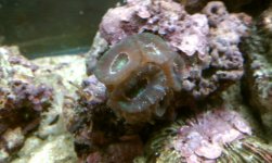 green acans.jpg