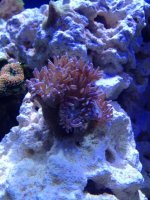 ImageUploadedByReefs1333650826.854337.jpg