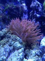 ImageUploadedByReefs1333650873.711319.jpg