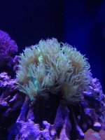 ImageUploadedByReefs1333650893.805112.jpg