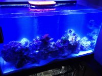 ImageUploadedByReefs1336914734.405491.jpg