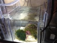 ImageUploadedByReefs1336914776.667771.jpg