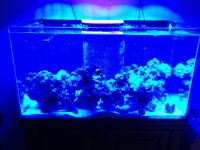 ImageUploadedByReefs1336914802.805143.jpg