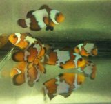Black Ice Type fish I bought to the swap C minus one-pic taken 120611.jpg