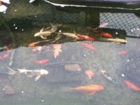ImageUploadedByReefs1331817516.900947.jpg