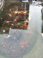 ImageUploadedByReefs1331817541.187669.jpg