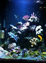 ImageUploadedByReefs1333857543.931160.jpg