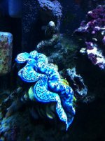 ImageUploadedByReefs1333857584.529672.jpg