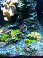 ImageUploadedByReefs1333857612.536871.jpg