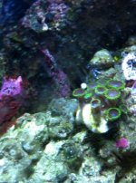 ImageUploadedByReefs1333857649.317072.jpg