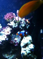 ImageUploadedByReefs1333858492.494353.jpg