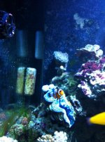 ImageUploadedByReefs1333858529.020507.jpg