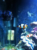 ImageUploadedByReefs1333859216.641409.jpg