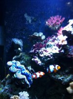ImageUploadedByReefs1333859264.411819.jpg
