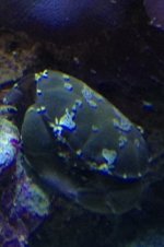 ImageUploadedByReefs1337147956.608880.jpg