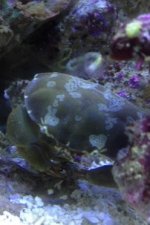 ImageUploadedByReefs1337147970.189223.jpg