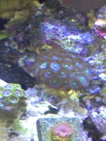 ImageUploadedByReefs1333894973.842450.jpg ImageUploadedByReefs1333894973.842450.jpg