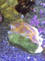ImageUploadedByReefs1333894993.083141.jpg ImageUploadedByReefs1333894993.083141.jpg