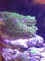 ImageUploadedByReefs1333895008.839967.jpg ImageUploadedByReefs1333895008.839967.jpg