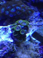 ImageUploadedByReefs1333895031.344781.jpg ImageUploadedByReefs1333895031.344781.jpg