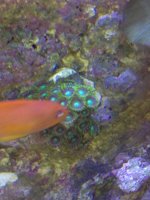 ImageUploadedByReefs1333895045.148680.jpg ImageUploadedByReefs1333895045.148680.jpg