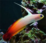firefish1.jpg