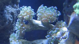 corals 022.jpg
